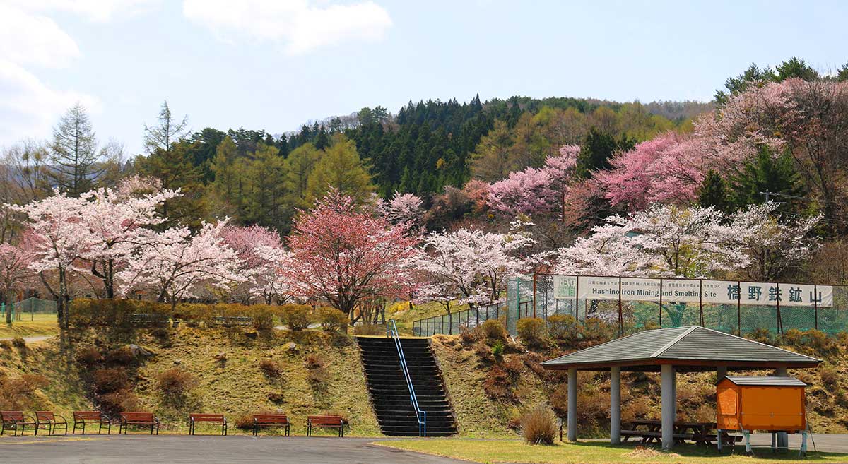 橋野鉄鉱山インフォメーションセンター駐車場から臨む濃淡の桜の花の競演