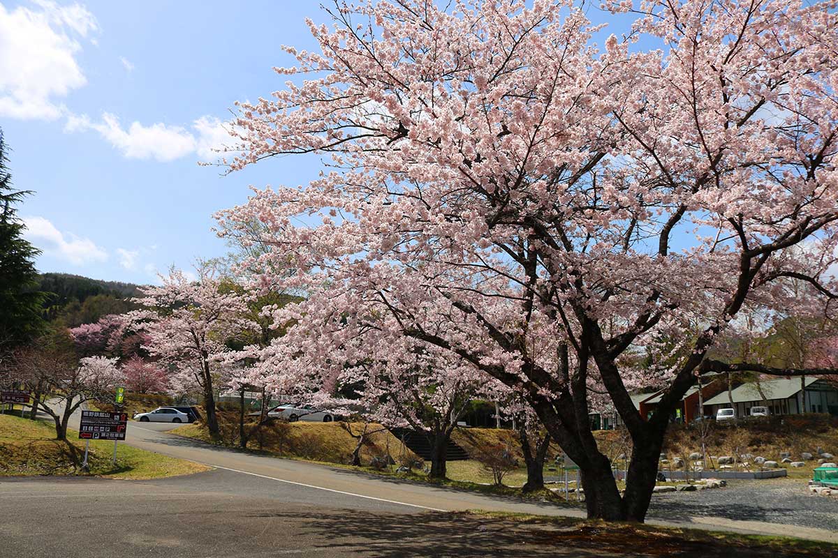 フラワーガーデン前のソメイヨシノの並木も美しく咲き誇る