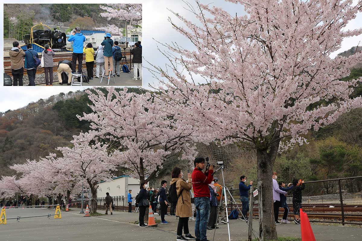 線路沿いに連なる桜並木＝鈴子町／到着後、転車台の前でカメラを向ける人たち（左上写真）