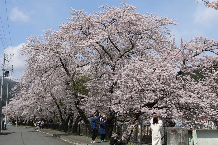 sakura20239075-700x466.jpg