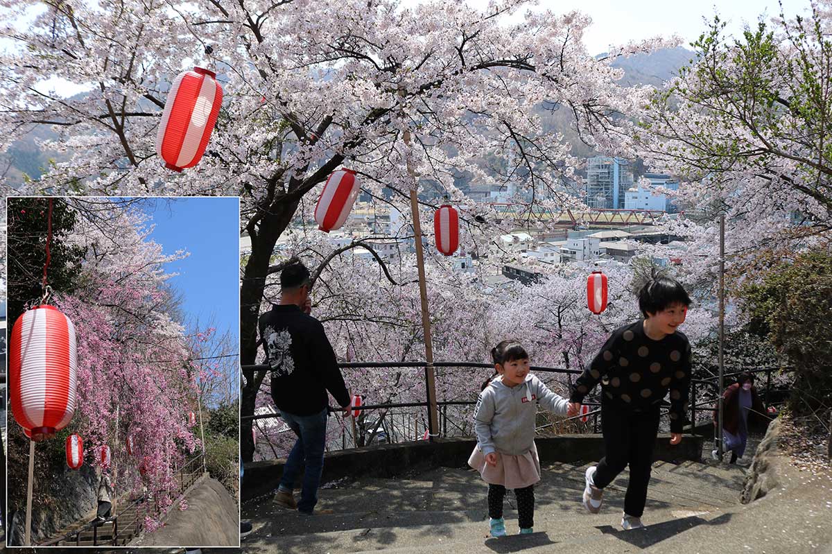 薬師公園には9日、続々と花見客が訪れた／花色の異なる桜が出迎える遊歩道（左下写真）。夜には園内のちょうちんに明かりがともされる