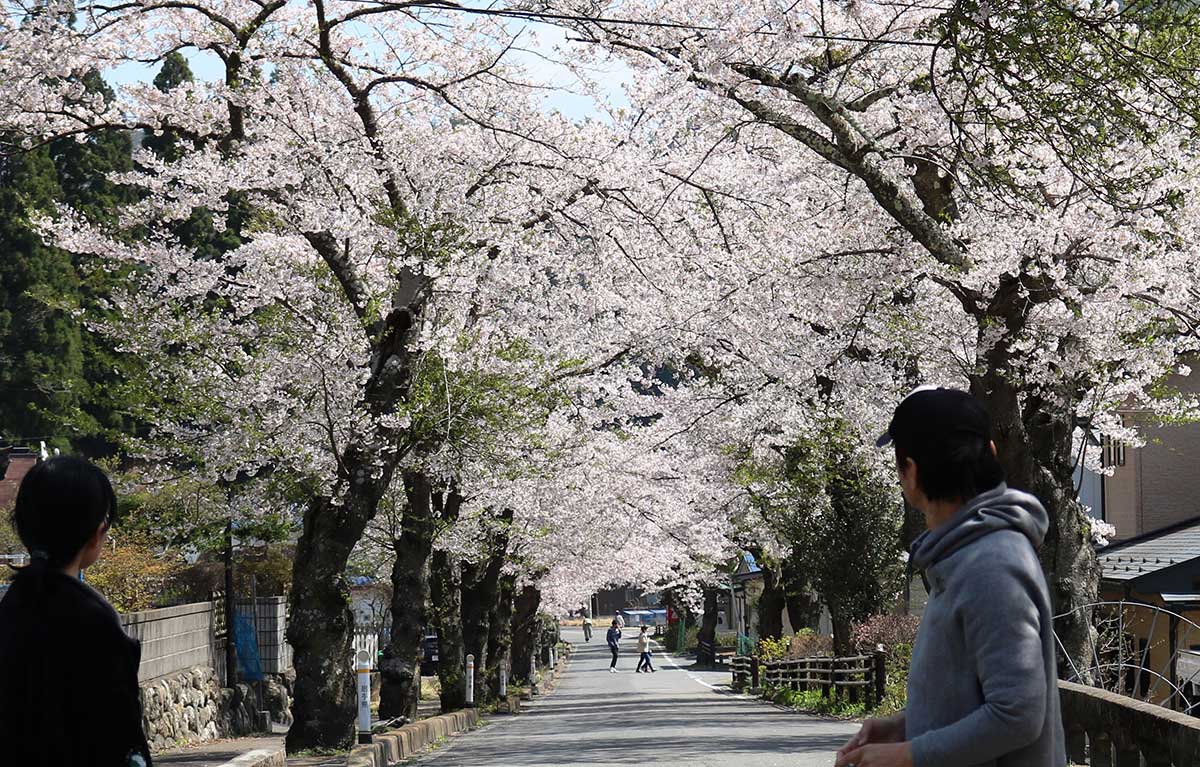 唐丹町本郷の桜並木。目にも鮮やかな桜のトンネルが来訪者を迎える