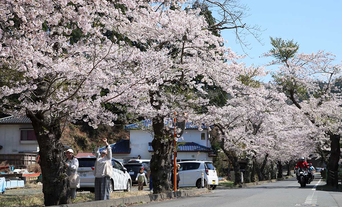 美しく咲き誇る桜の下で多くの見物客が散策を楽しんだ＝9日