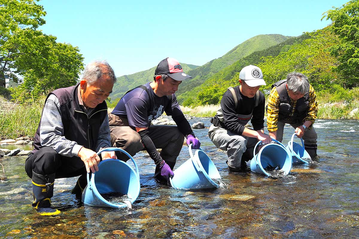アユの稚魚を放流する甲子川鮎釣協力会メンバーら