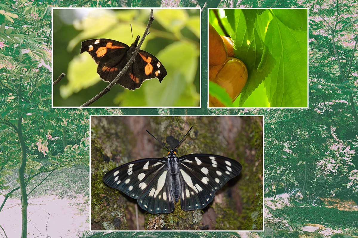 テングチョウ（写真左上）の幼虫（同右上）もエゾエノキで成長中。ゴマダラチョウ（同下）も見られるかも＝菊地さん提供