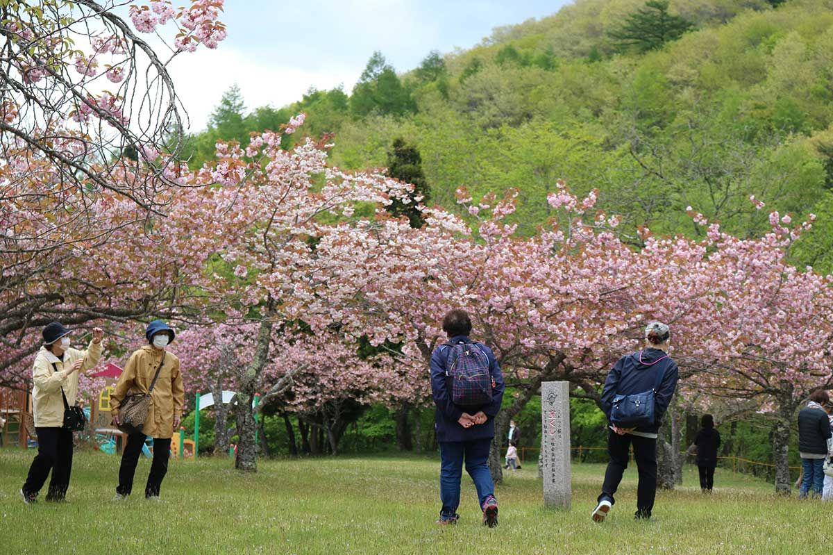橋野鉄鉱山周辺の八重桜並木の下を散策する人たち＝14日
