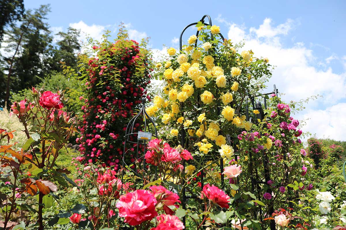 木立ち性、つる性のバラが咲き誇る「陽子の庭」＝4日、甲子町洞泉