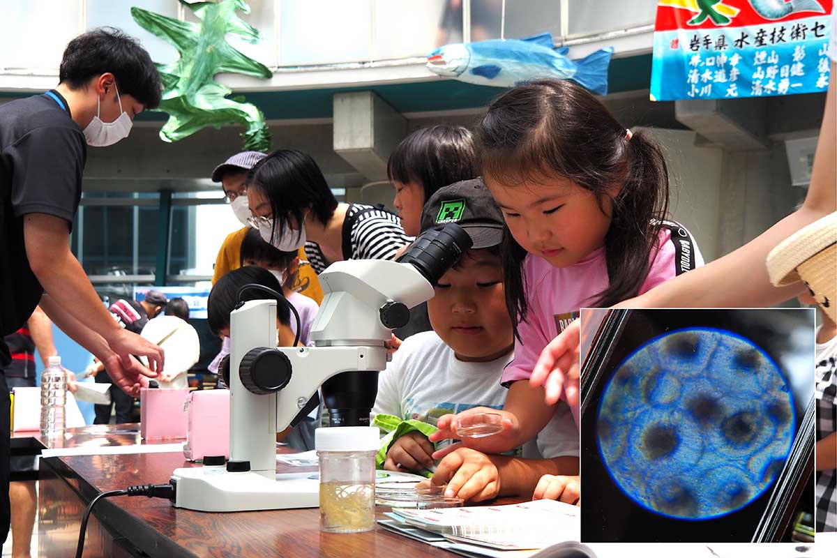 海のプランクトンを顕微鏡で観察。小さな世界に子どもたちは夢中