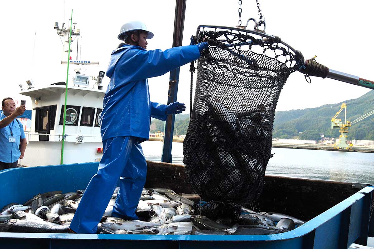 釜石市魚市場に今季初めて水揚げされた養殖サクラマス