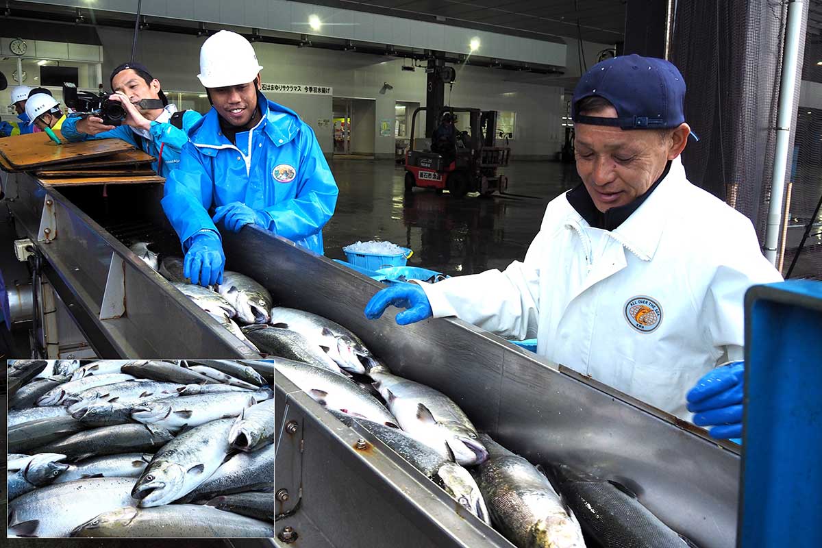 釜石湾で順調に生育したサクラマスに漁業者たちの顔もほころぶ
