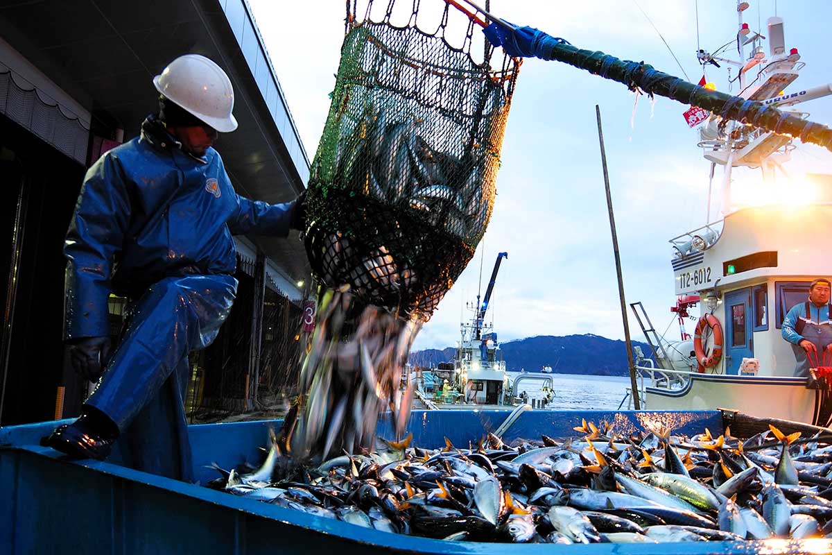2024年が本格的に始動。釜石市魚市場も活気づく