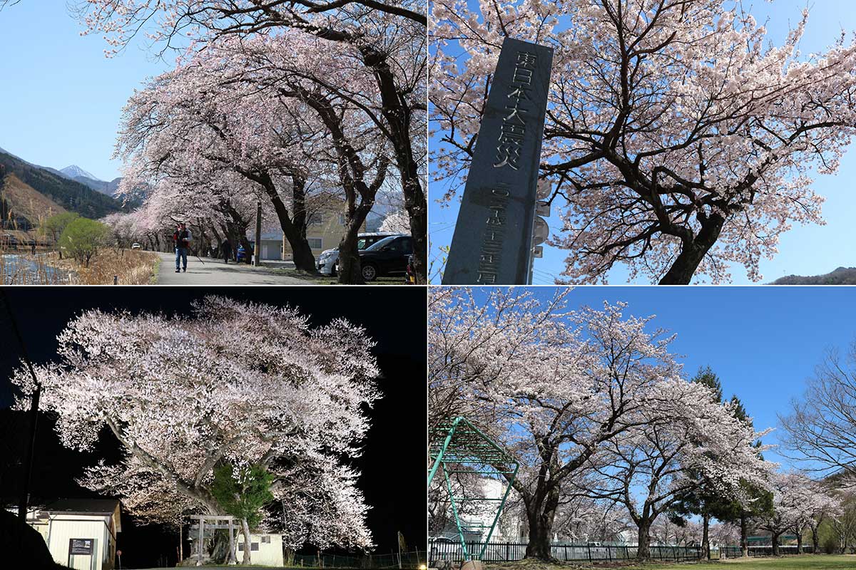 青空に映え、美しく咲き誇る釜石市内の桜。写真左下はライトアップされた市指定文化財「上栗林のサクラ」＝10日