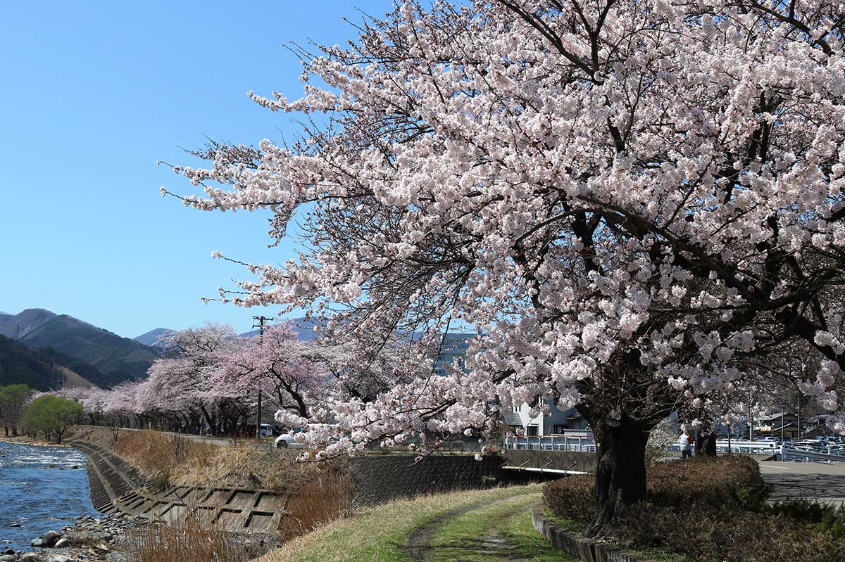 甲子川沿い、野田町西端から甲子町松倉まで連なる桜並木。古くから市民に愛される桜スポット