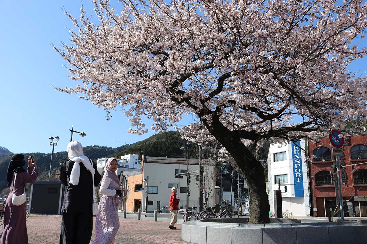 大渡町の橋詰広場の桜もきれいに咲きそろう＝10日午後