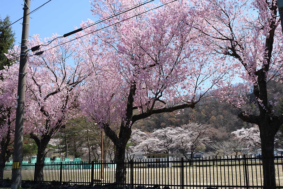 　【野田中央公園】住宅地側のヤマザクラは満開。風が吹くと花びらがちらほら。甲子川側の並木はもうすぐ満開