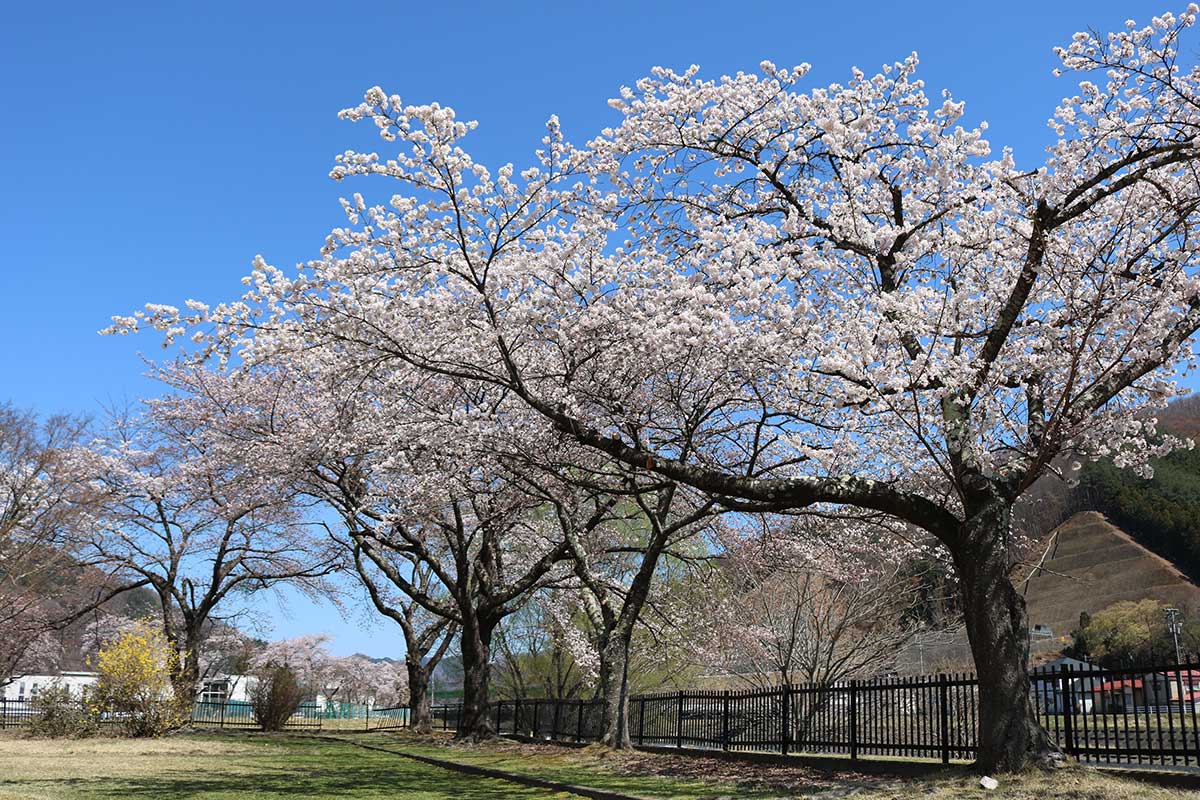 【定内公園】「今年は一斉に咲いた感じ。花が特にもきれい」と近所の女性（80）。川をはさんだ小佐野町、せいてつ記念病院敷地の桜も咲き誇る