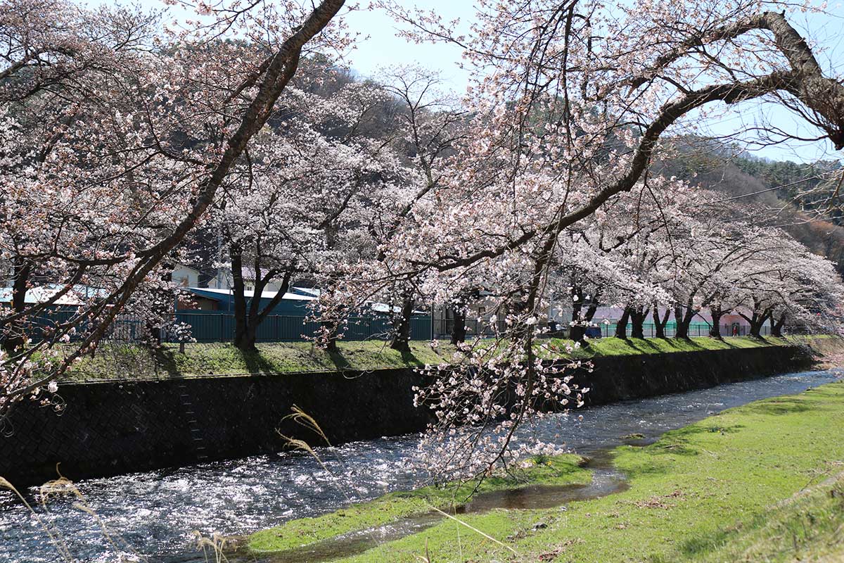 【小川川下流域】両岸のソメイヨシノの枝が川に垂れる人気スポット。散歩する80代女性は「5分咲きかな。老木ながら毎年こんなに咲くのには驚き。今週末には満開になるのでは」と予想