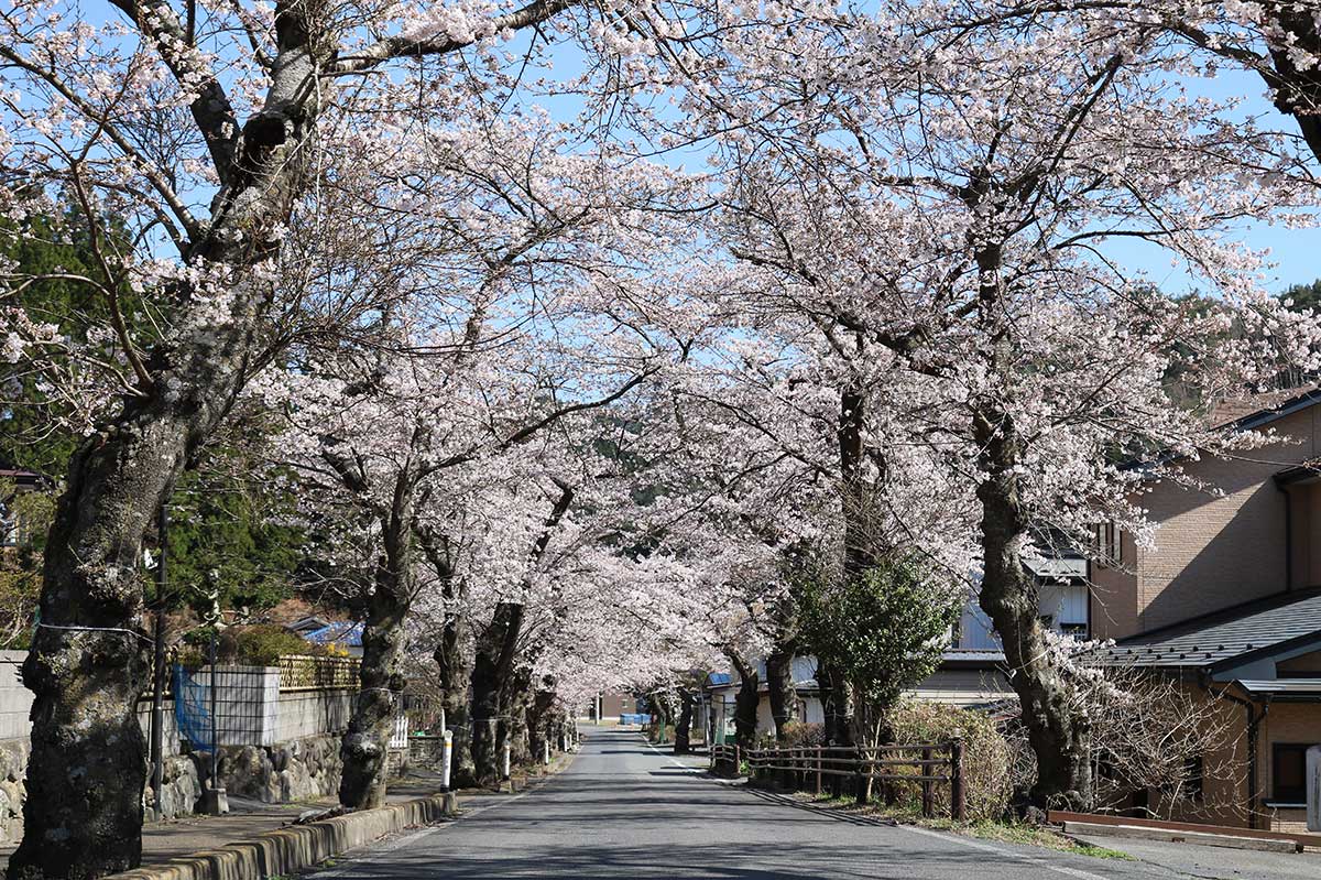 【唐丹町本郷】1933（昭和8）年の三陸大津波からの復興を願って植樹された。道路の両側に立ち並び、桜のトンネルを形成。10日は9分咲き