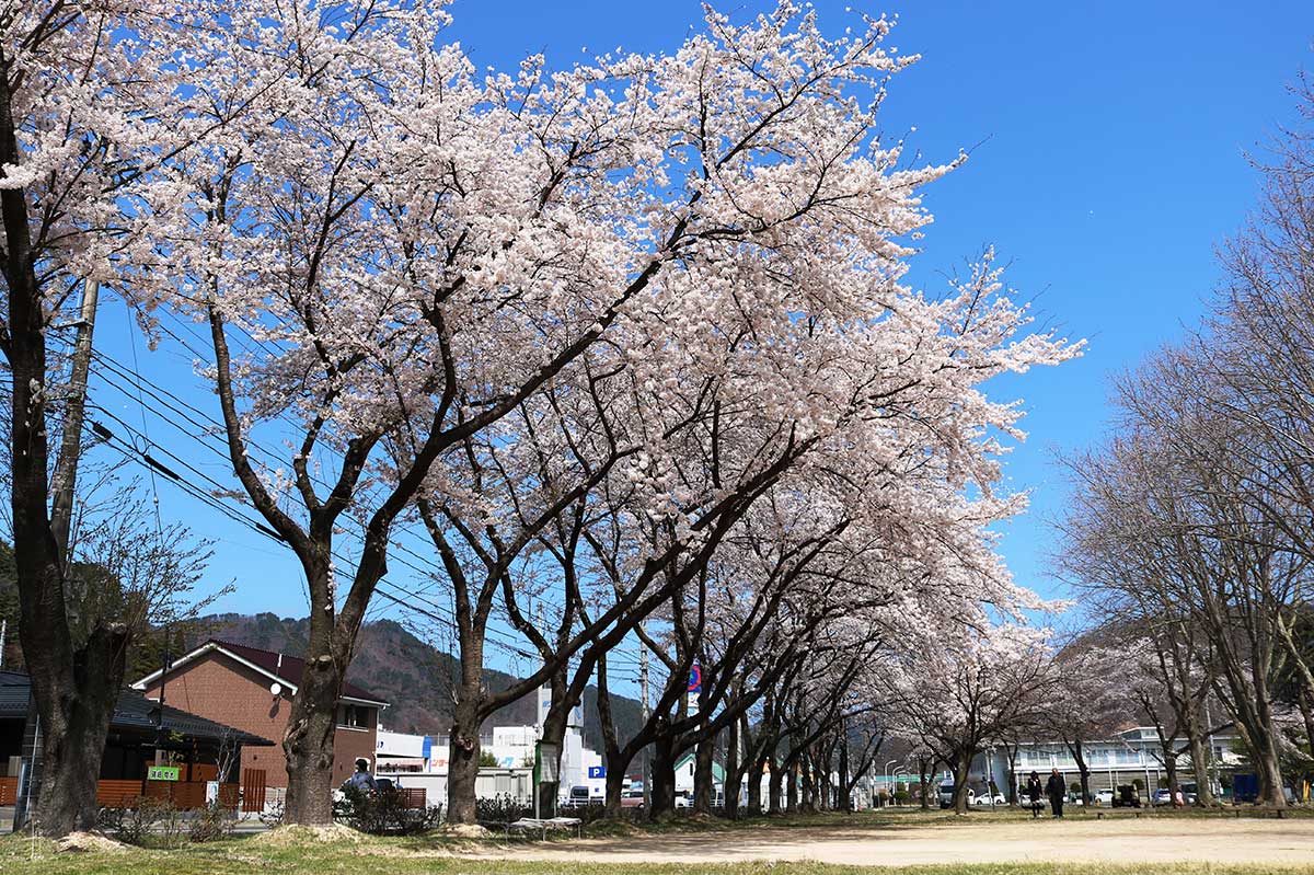 青空とのコントラストも美しい桜並木＝日本製鉄多目的グラウンド広場
