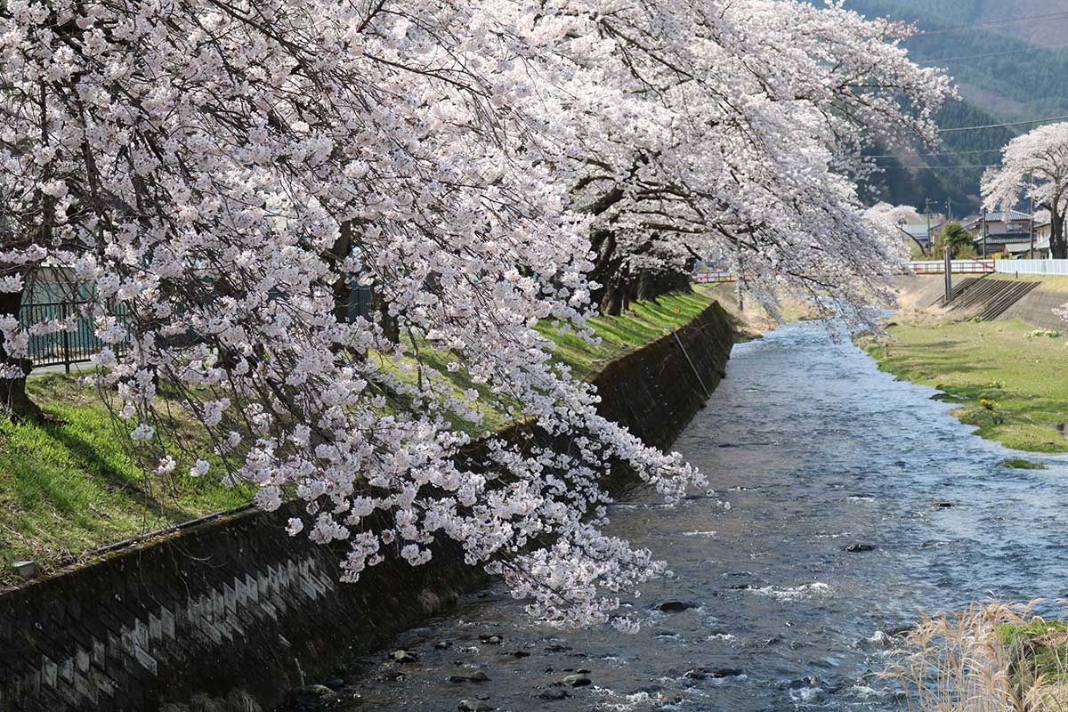 今年もボリューム満点の花を咲かせる小川川沿いの桜並木＝13日