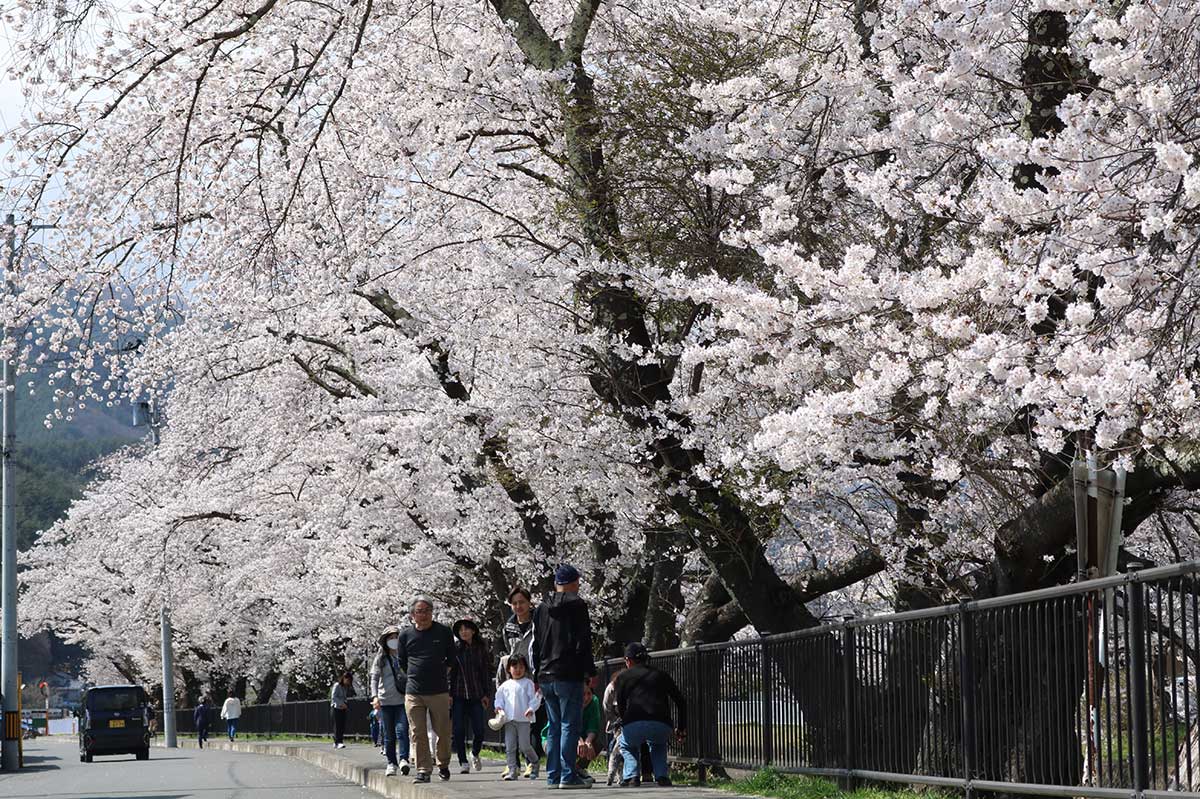 美しい桜風景に癒やされながら川沿いを散策。桜木町は一日中、花見客でにぎわった