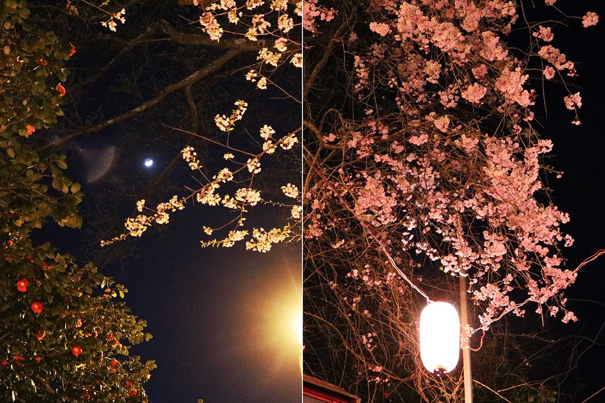 坂道の遊歩道を彩る桜は複数種。ツバキの花、三日月ともコラボ（写真左）