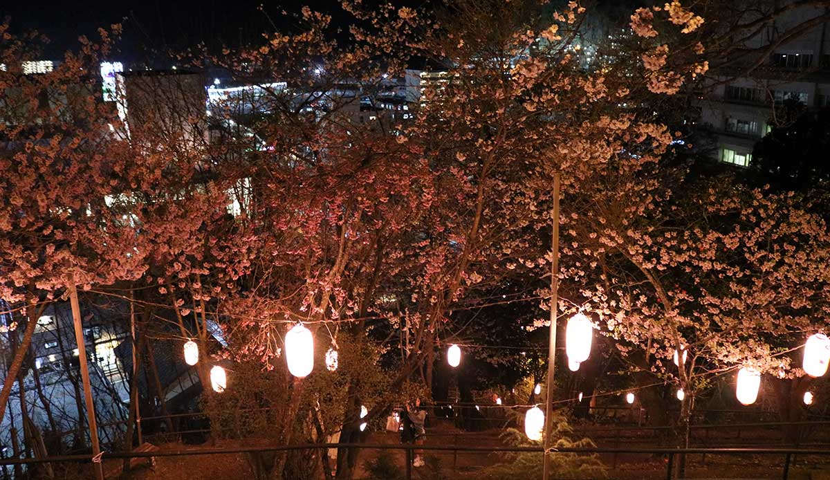 桜の木々の合間からは市街地の夜景も…。震災復興で建った建物などで多くの明かりが見える