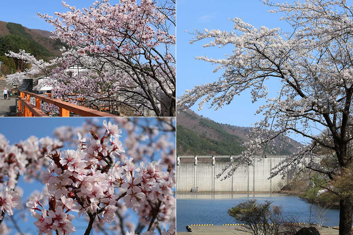日向ダム周辺にも多くの桜が生える。ダム上流部にはこれから開花する花も