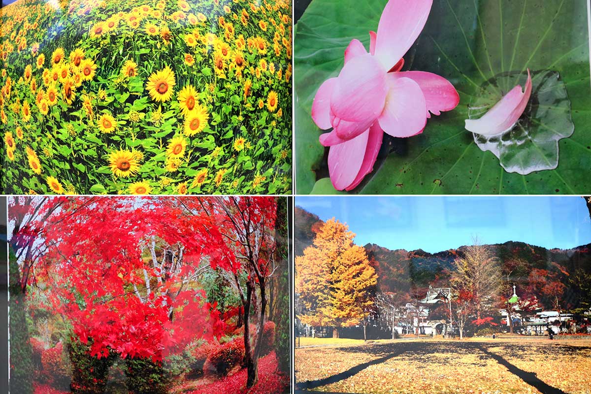 写真左：魚眼レンズで撮影したヒマワリ畑と紅葉。同右上：ハスの花びらが水滴に乗った作品のタイトルは「花筏（いかだ）」。同右下：リニューアル前の大只越公園。イチョウの落ち葉の上にできた2本の木の影で「道しるべ」