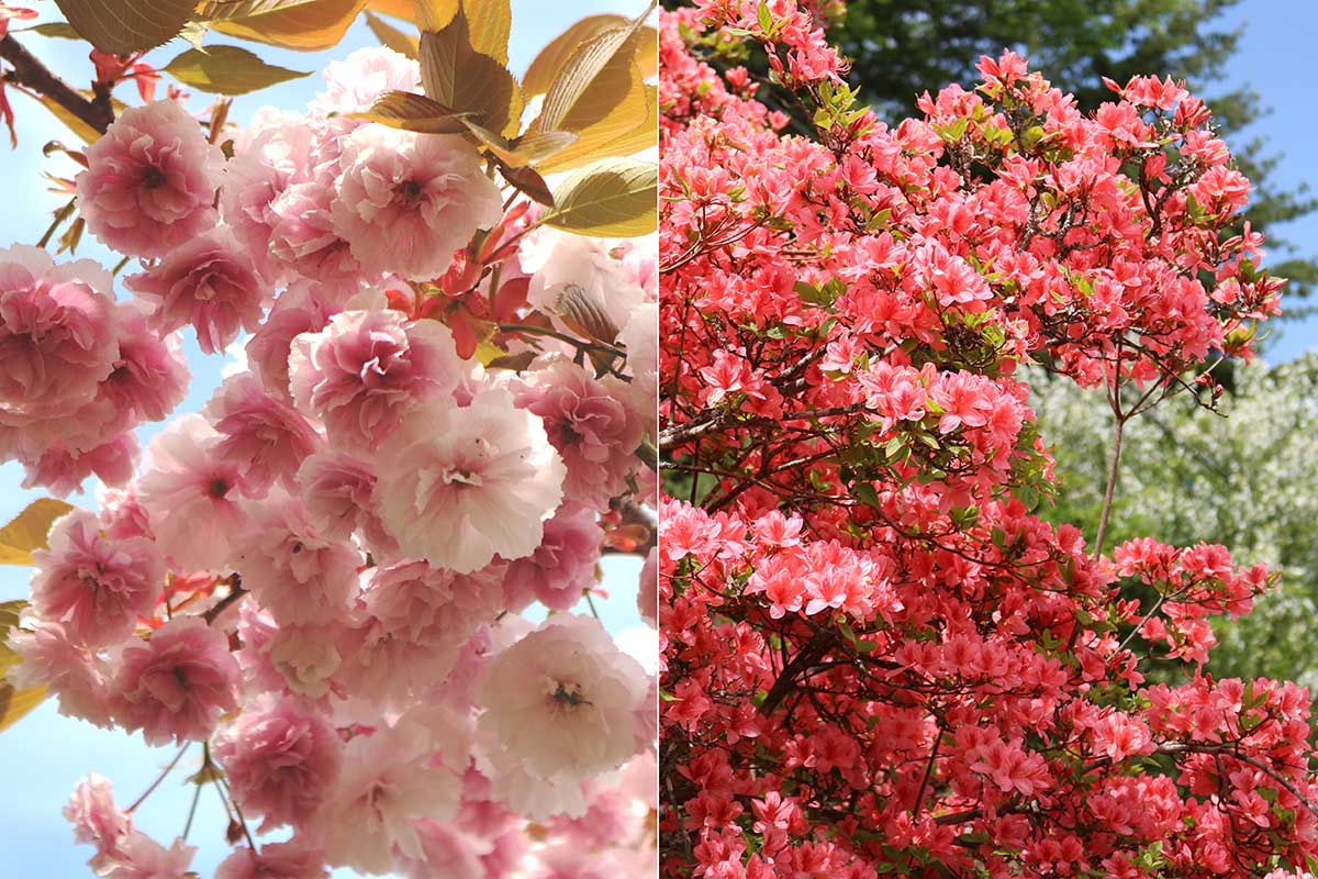 沿道では八重桜とツツジが競演！春はさまざまな花が楽しめる