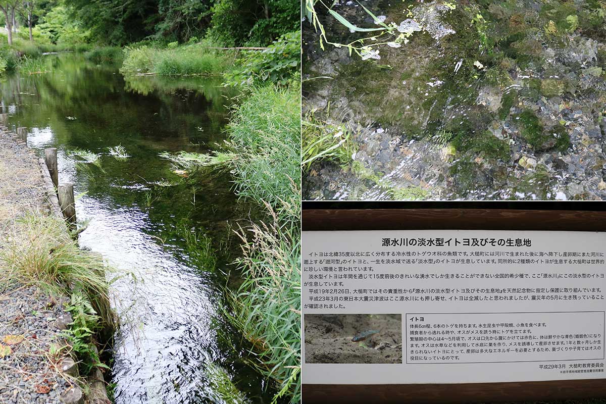良質で豊富な湧水で知られる大槌町の源水川。希少種「淡水型イトヨ」の生息地