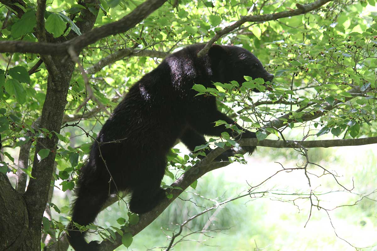 クマは餌となる木の実などを求めて樹木に登る。頭上にも注意（資料写真提供：三浦勉さん）