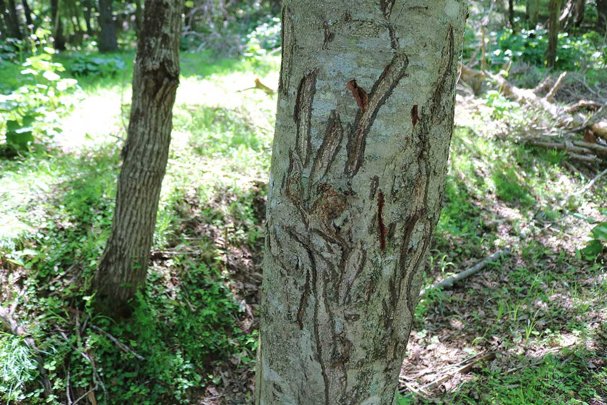 クマが引っかいたとみられる爪痕が残る樹木