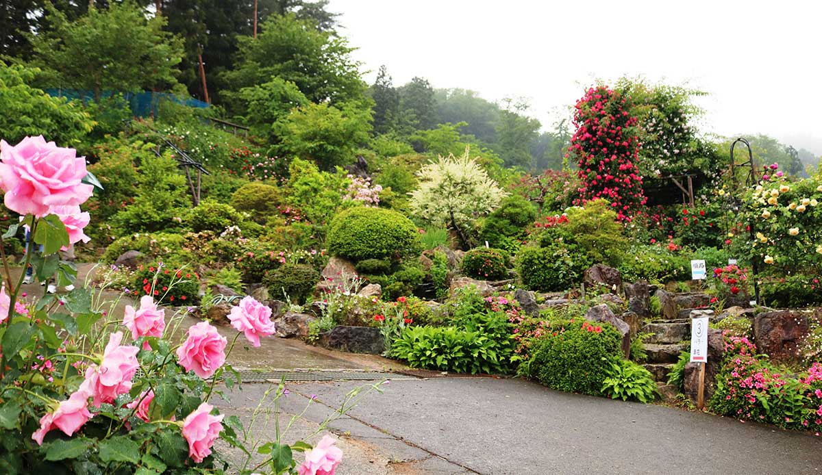 山の斜面を使って造成された庭園。さまざまな植物が植えられている