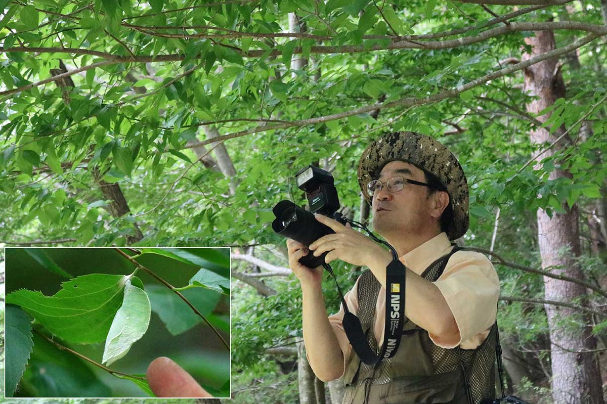 人の目の高さの枝で複数のサナギを確認。サナギは葉の裏側に形成される（写真左下）