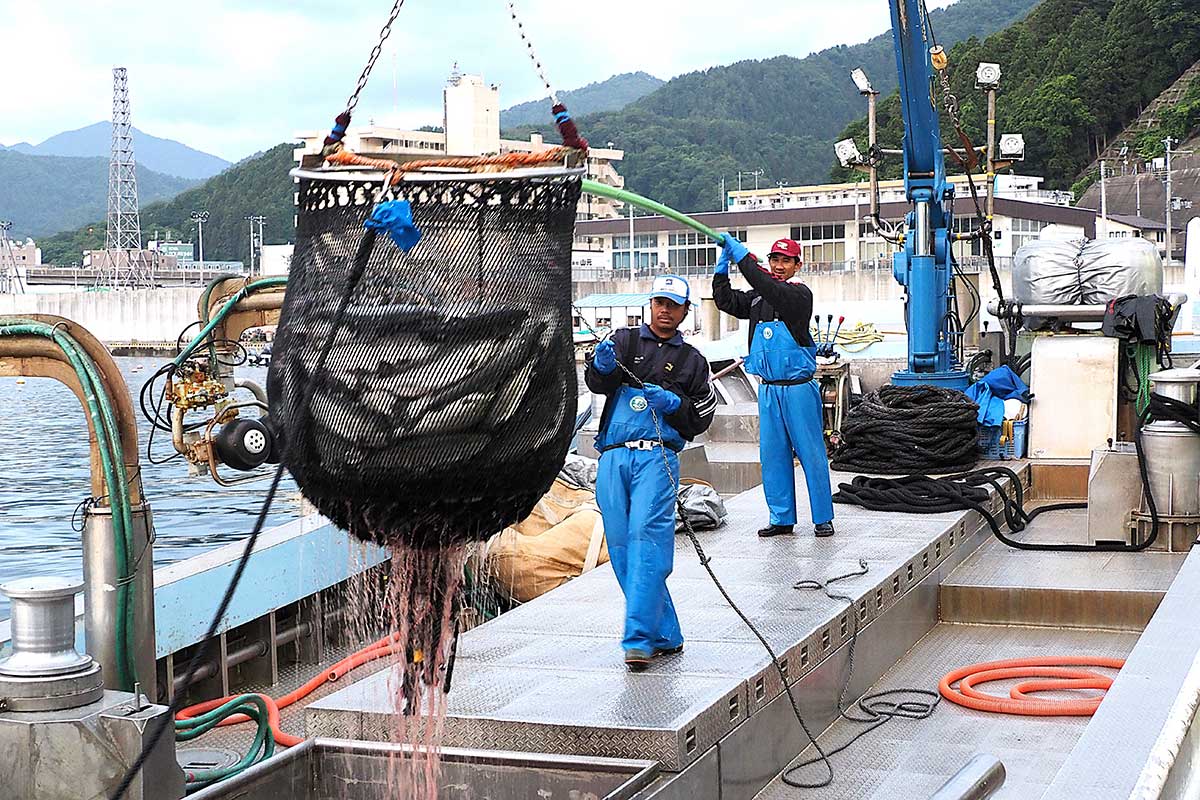 釜石湾で養殖したサクラマスを水揚げする関係者
