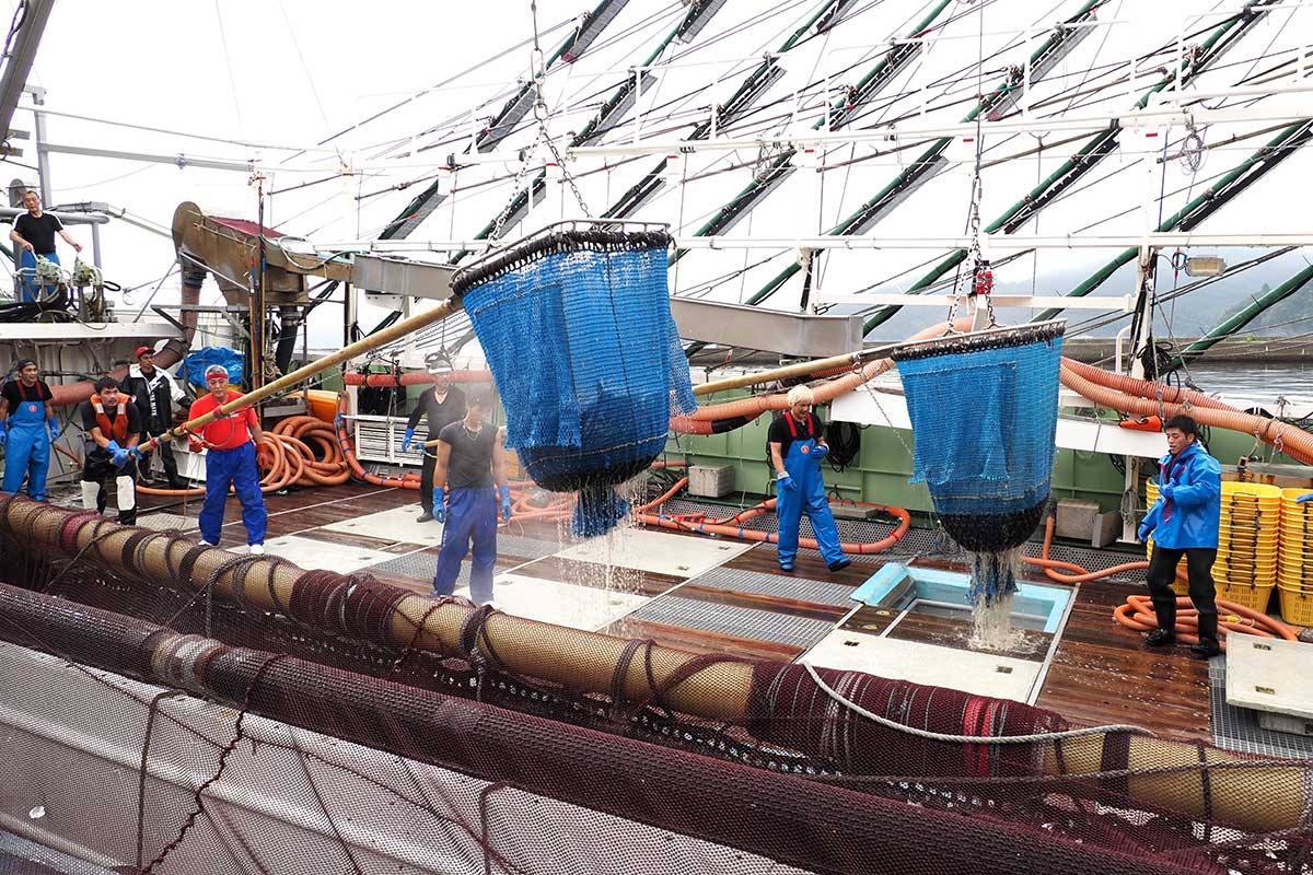 網で釣り上げ、魚市場に運ぶ作業を何度も繰り返す