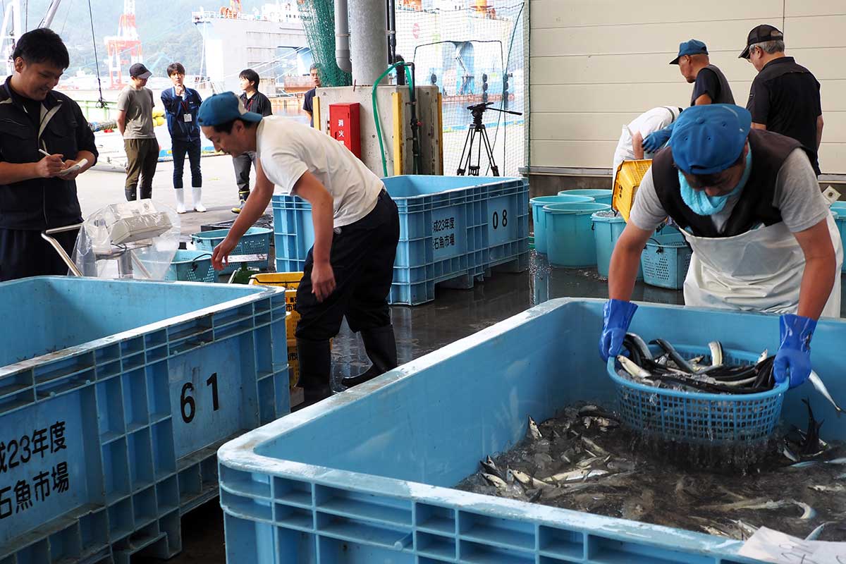 重さなどで分別する関係者のかけ声で浜が活気づく