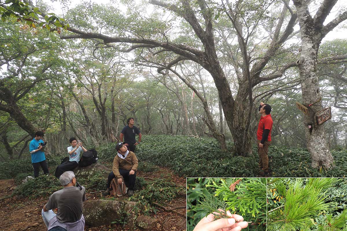 解説の時間は休憩の時間。ヒバとクロベの違い（右下・左の写真）やゴヨウマツの特徴（同・右の写真）を紹介したり