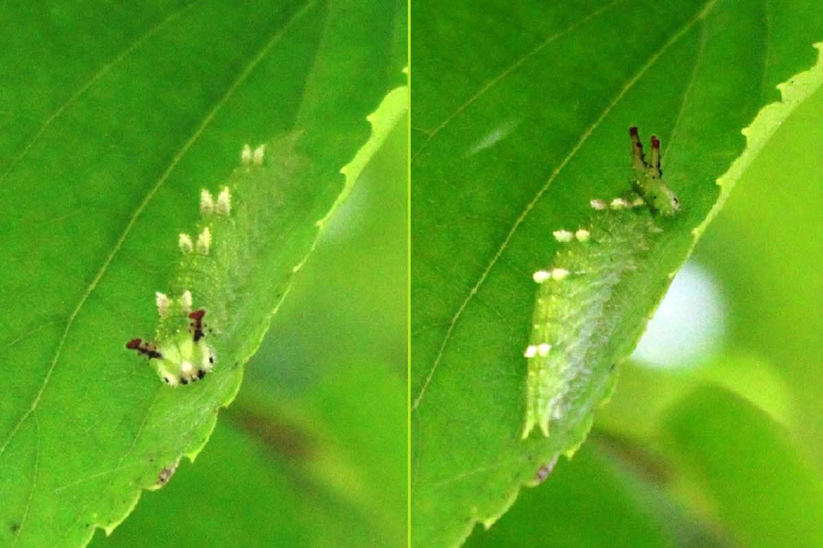 エゾエノキの葉の上を移動するオオムラサキの幼虫。「顔、かわいいー！」