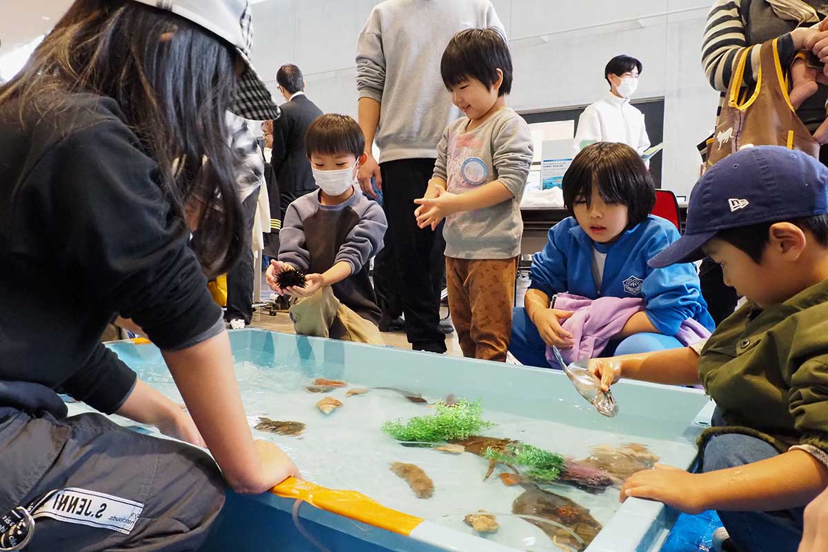 海の生き物に触れるタッチプールは子どもに人気