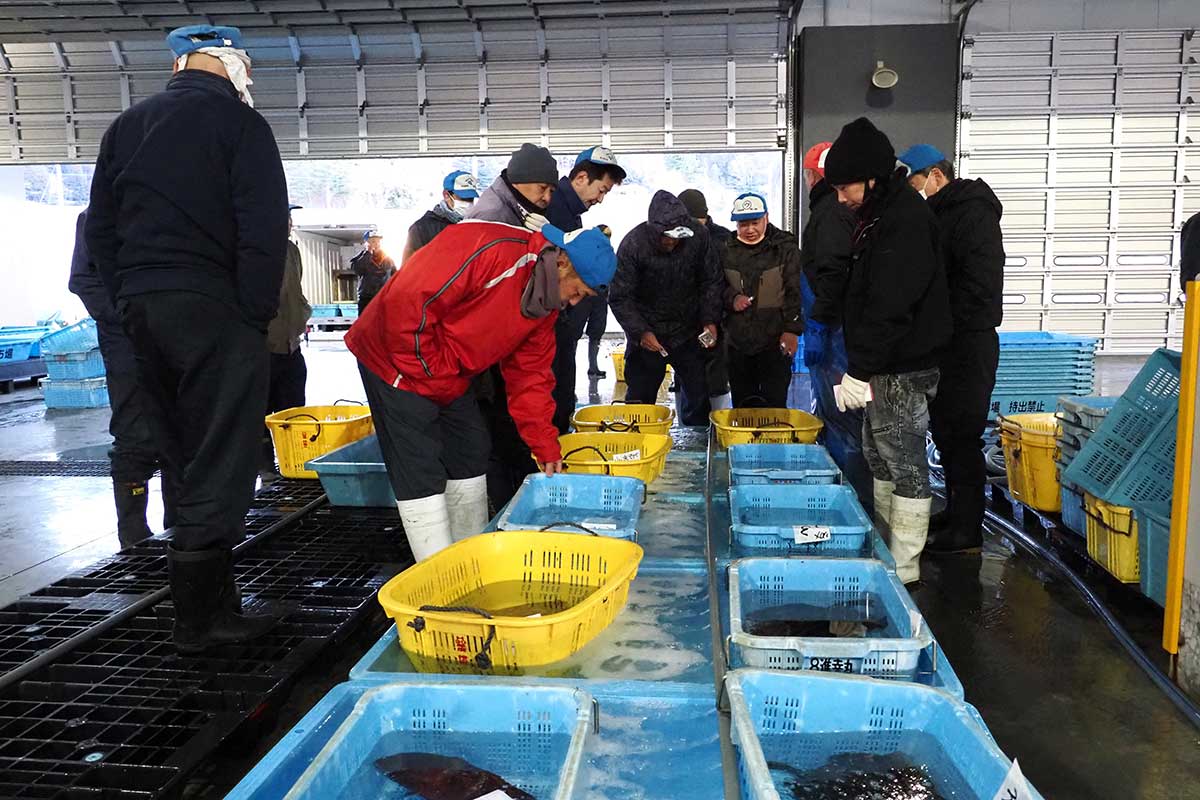 買い受け人らの掛け声が響き活気づく魚市場