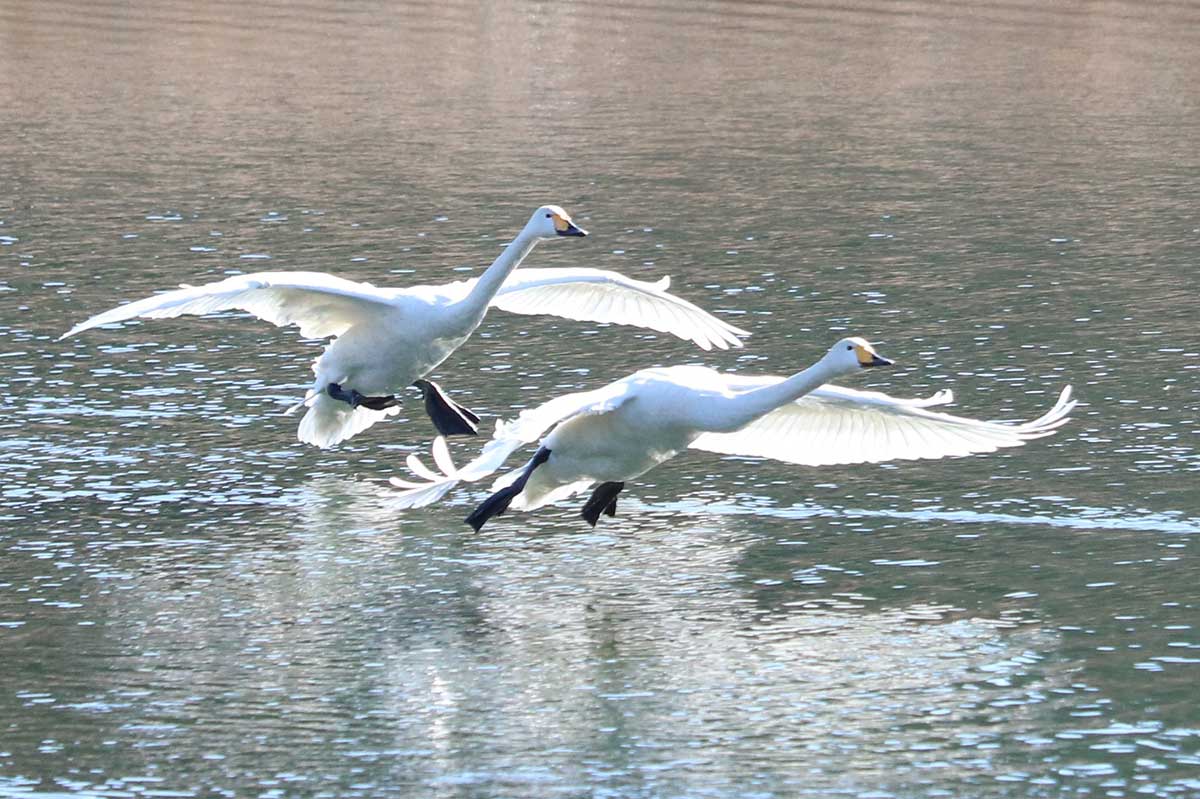 片岸公園内の沼地に着水するオオハクチョウ＝25日