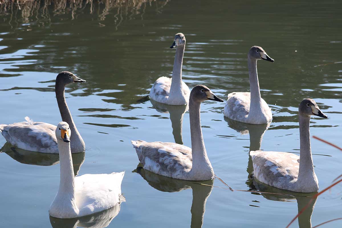 幼鳥は灰色の羽が特徴。成鳥になるにつれ真っ白に…