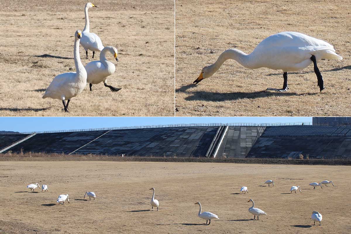 公園内の広場で餌をついばむ姿も。水上では見られない足の形状も分かる