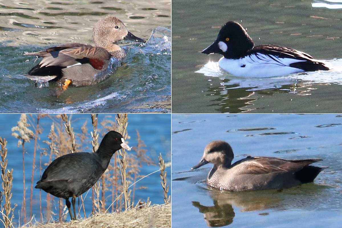 写真左上から時計周りにオカヨシガモ（雄）、ホオジロガモ、ホシハジロ（雌）、オオバン