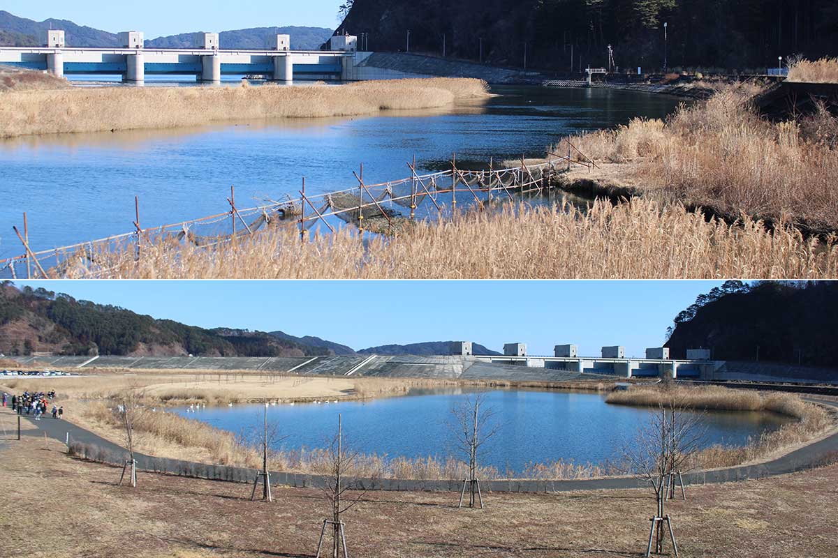 震災後、水門が整備された鵜住居川河口周辺（写真上）、堤防内側の片岸公園（写真下）は草地が再生してきたが、鳥が営巣できる樹木はまだ少ない