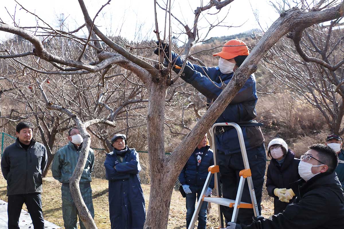 甲子町松倉地区の畑で枝切作業の実演を見守る参加者