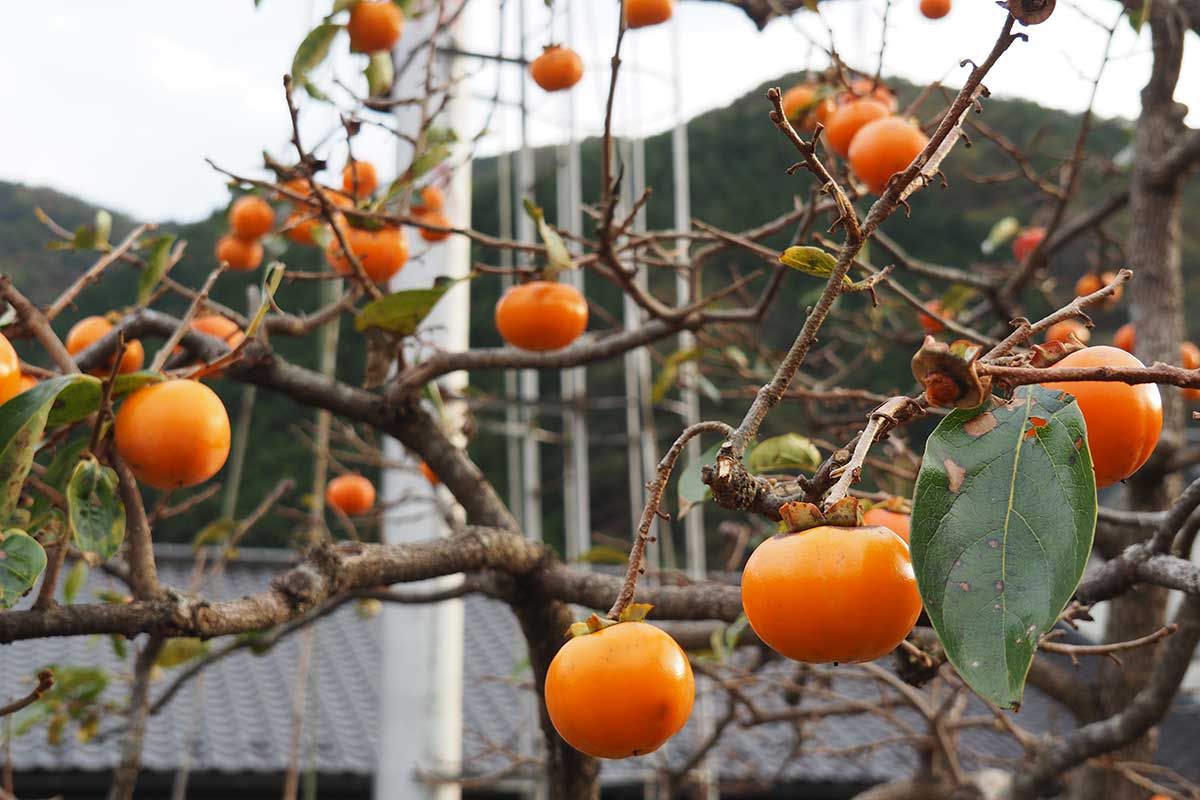 甲子地区で育つ柿の木。実の色合いは淡い