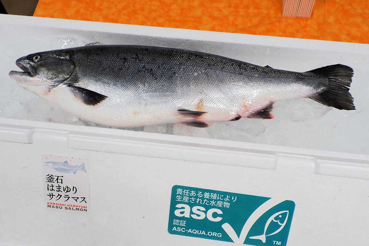 釜石湾で養殖された釜石はまゆりサクラマス